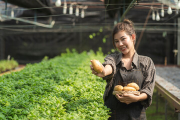 Farmer young woman holding wooden basket full of fresh organic vegetables.