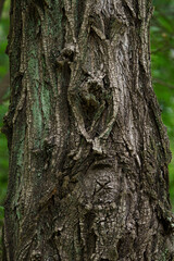 Obraz premium 様々な顔を持つ気の節目