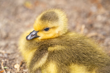Close-up of Canadian Gosling. Wildlife photography.