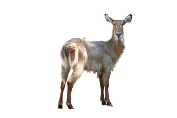 Fototapeta premium Hartebeest isolated on white background.