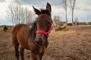 horse portrait. Close-up portrait of a bay horse with a long mane in motion

