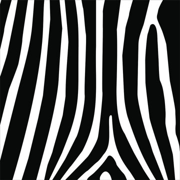 Zebra Seamless Motifs Pattern. Vector Illustration 