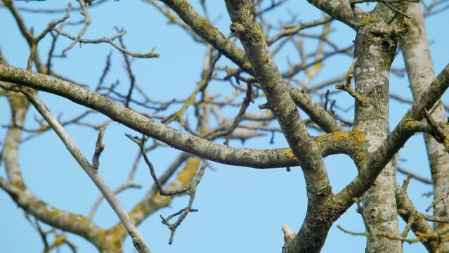 Pair of wood pigeons (Columba palumbus) together on a branch and flying away