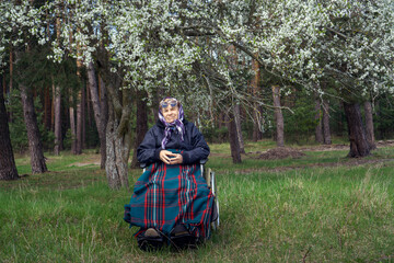 Lonely elderly woman in a wheelchair, wrapped in a warm blanket, under a spring flowering tree