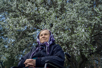 Lonely elderly woman in a wheelchair, wrapped in a warm blanket, under a spring flowering tree