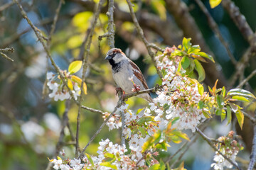 sparrow on a branch with blossom 