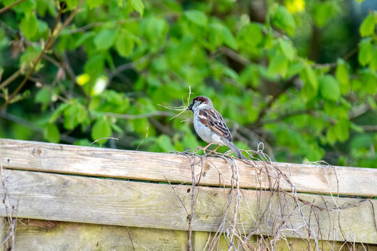 sparrow on a fench with nesting material
