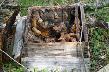 Hive abandoned and in poor condition probably due to the invasion of a parasite or disease that has...