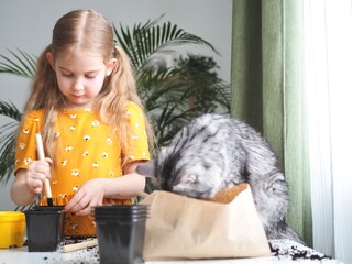 Little toddler girl planting seeds in the pots with cat. Love of pets. Funny and curious pets. Home gardening, transplanting plants, seedlings
