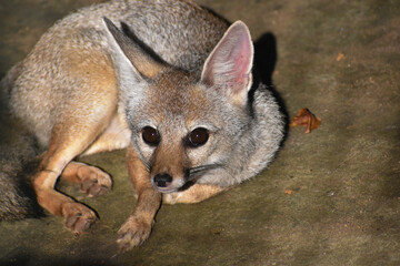 red fox vulpes sitting on a rock
