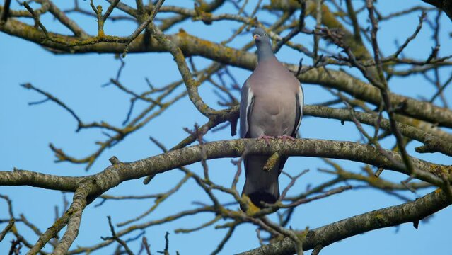 Common Wood Pigeon Columba palumbus plumping feathers