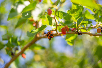 Many ladybirds on the berries of a growing mulberry tree. Insect invasion, benefit and harm