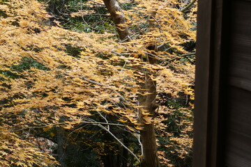 嵐山大悲閣千光寺の紅葉