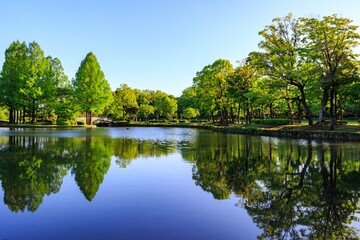 Fototapeta premium 自然公園