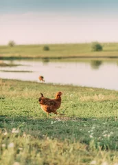 Tuinposter poultry chicken walks on the grass in an agricultural farm © alekuwka83