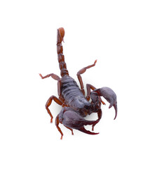 Scorpion on white background