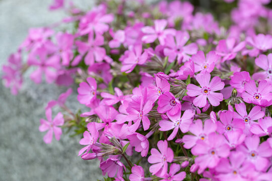 Pink blossoms of creeping phlox (Phlox subulata). Focus on the middle of the right side. Copy space.
