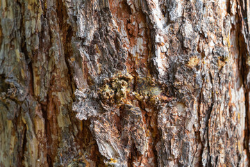 The texture of old pine bark. Rough pine bark close-up