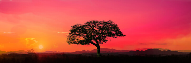 Safari theme. silhouette trees on africa with sunset, silhouette giraffe  with sunset background,Dark tree on open field dramatic sunrise.Panorama.