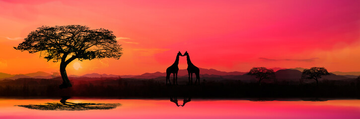 Safari theme. silhouette trees on africa with sunset, silhouette giraffe  with sunset background,Dark tree on open field dramatic sunrise.Panorama.