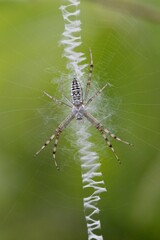 ナガコガネグモ