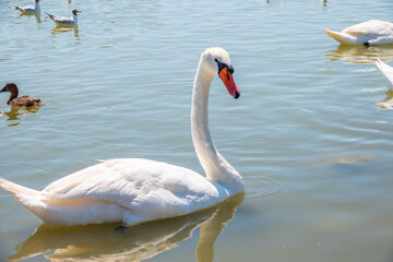 Graceful white Swan swimming in the lake, swans in the wild. Portrait of a white swan swimming on a lake.