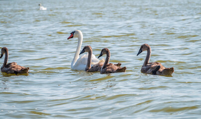 A female mute swan, Cygnus olor, swimming on a lake with its new born baby cygnets. Mute swan protects its small offspring. Gray, fluffy new born baby cygnets.