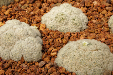 White cactus of Mammillaria plumosa is a small succulent belonging to the Cactaceae botanical family , cactus desert  in the gardens interiors decorative  park 