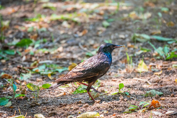 The common starling or European starling, Sturnus vulgaris, on a sprng lawn.