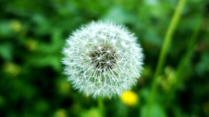 Dandelion in a meadow close-up