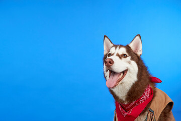 A happy husky dog smiles on a colorful blue background. The dog looks up, waiting for a treat. The concept of canine emotions. Place for advertising.