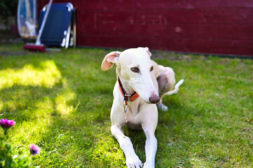 Obraz premium Cute white Greyhound dog sitting in grass under the shade 
