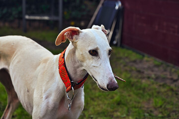 A cute, white greyhound with a treat in the garden