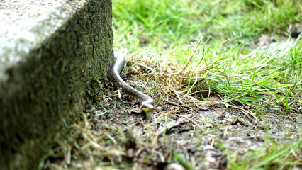 Young little slow worm in the grass by the stone
