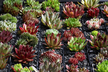 Fototapeta premium Box full of beautiful colourful sempervivum, common houseleek plants sitting in containers with black gravel to highlight their beauty.