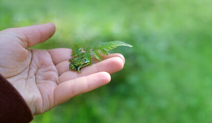 Little frog sitting on hand, green blurred natural background. Beautiful wildlife scene. Fauna, Amphibian Animal care, Environmental protection, save wild nature concept. close up. selective focus