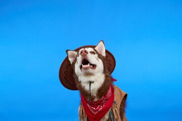 Funny Siberian Husky dog in a cowboy hat on a blue background. The dog is smiling sweetly and looking up. The concept of canine emotions. Place for advertising.