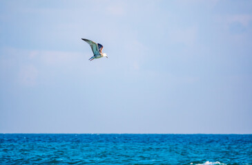 Fototapeta na wymiar The European herring gull, Larus argentatus, flying in the clear blue sky.