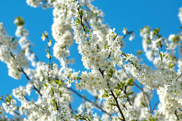 Closeup of spring blossom flower over clear blue sky background. Selective focus