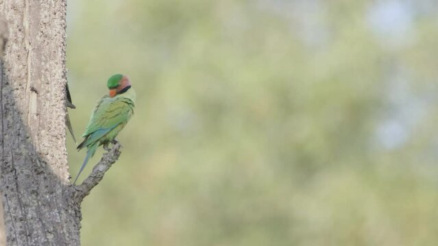 Green Parrot Flying In And Sat On Tree In Nature Park In Slow Motion
