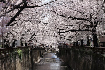 Cherry blossoms on the Meguro River in Tokyo, Japan