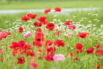 Obraz premium 淡い色合いの綺麗なポピー