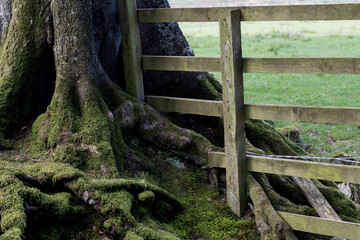 Tree Trunk and Roots with Moss and Old Wooden Fence