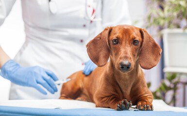 female doctor vaccinates a dachshund dog in a veterinary clinic. medicine for pets - obrazy, fototapety, plakaty