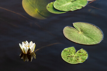 water lily in the water
