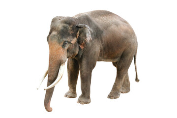 Fototapeta premium Elephant isolated on white background