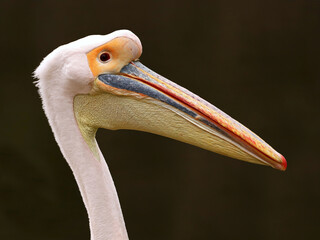 light pink pelican head, Pelecanus onocrolatus, side portrait of a big water bird on dark background