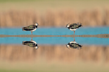 Fine art portrait of Northern lapwing male (at left) and female (at right) at sunrise (Vanellus vanellus)
