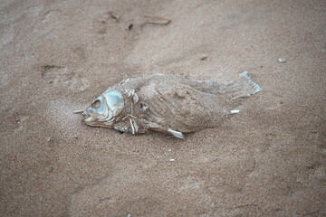 dead decomposed fish on coast , mediterranean sea.climate change.