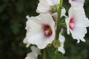 white musk mallow malvales
alcea flowers on a warm sunny day - obrazy, fototapety, plakaty